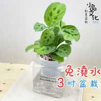 在飛比找蝦皮商城優惠-【小品文化】熊貓竹芋【現貨】3吋糖果免澆水盆栽 懶人盆栽 觀