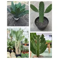 在飛比找蝦皮購物優惠-Opuntia 金合歡樹型多肉仙人掌