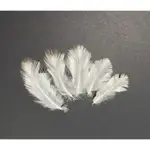 白孔雀羽毛（10根一組）