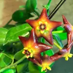 【418小老闆】HOYA CORONARIA RED​紅海星毬蘭（成熟株+有花梗