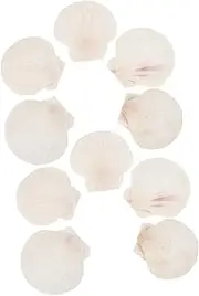 Abaodam 10pcs Natural Scallop Shells for DIY Crafts Hawaiian Shells for Home Decor Wall Hanging and Unique Beach Party Decorations Versatile Embellishments for Creative Projects