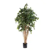 [Florabelle Living] Ficus Retusa 1.8M