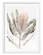 [Profile Australia] Australian Made Banksia Flower Art Print A2 in White Frame