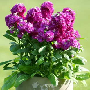 種子夯紫羅蘭種子室內種植花種子四季種開花不斷盆栽綠植觀花紫色易播種 SP4e