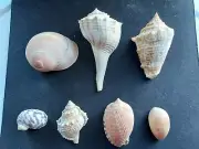 #1300 Beautiful lot of 7 different rare approx. 29-88mm sea snail shells