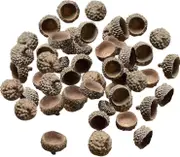 100x Natural Acorns Real Rustic Acorns Caps Decorative Vase Fillers Home Diy Christmas Kitchen Autumn Table Scatter Photo Props, Natural Acorn Caps-ZZ