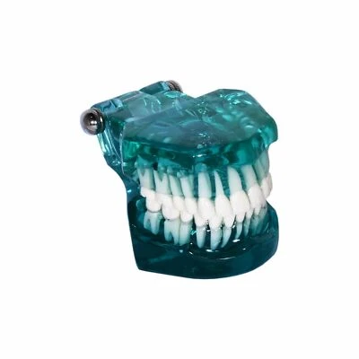Redland B5-12 Dental Demonstration Teeth Educational Model