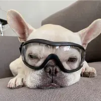 在飛比找蝦皮購物優惠-【TINA優品 24H出貨】熱款狗狗護目鏡 寵物透明眼鏡 寵