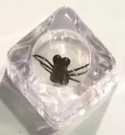 House Fly [Insect] Vintage Curiosity - Suspended in Lucite/Plastic Ice Cube!
