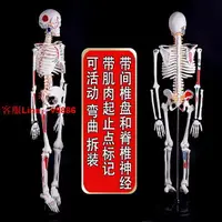 在飛比找樂天市場購物網優惠-【最低價】【公司貨】人體骨骼模型骨架 帶肌肉可拆卸脊椎脊柱1
