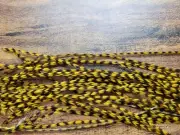 Full or Half Set Sized GOLDEN OLIVE GRIZZLY Dry Fly Rooster Saddle Feathers