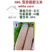 在飛比找momo購物網優惠-【蔬菜工坊】G85.雪珍超甜玉米種子(純白色牛奶玉米)