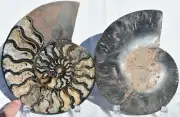 Large Fossil Ammonite Pair Crystal Cavities XXXL 7.5" 110MYO 190mm 31361ou