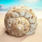 Large Conch Seashell Rare White Brown Pattern Natural Round Big Ocean Sea Shell