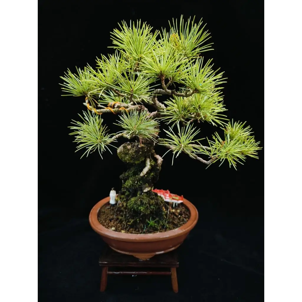 八房五葉松的優惠比較- 2026年03月|飛比價格