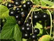 Ribes Nigrum Black Currant Juice Powder 1.1 lb