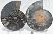 RARE 1n100 BLACK Ammonite PAIR Deep Crystal 110myo XXXL FOSSIL 205mm 8.2" 3211ou