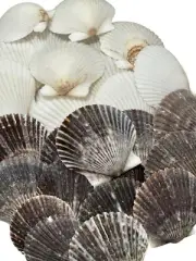 50 Black & White Scallop Seashells Set Mixed Diy Ocean Crafts Sea Shells Bulk