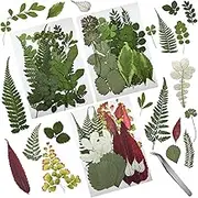 Cinvo 63 Pcs Real Dried Pressed Leaves Natural Dried Leaf for Candle Resin Jewelry Soap Nail Pendant Phone Case Crafts Making Floral Decors Scrapbooking DIY, 21 Styles