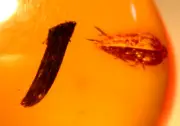 Homopteran Insect with Leaf in Burmite Amber Fossil Gem Dinosaur Age