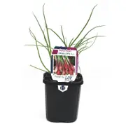 95mm Shallots Red - Allium cepa - Super Foods