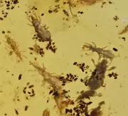 Huge swarm of Acari (Mites), Fossil insect inclusion in Burmese Amber
