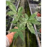 在飛比找蝦皮購物優惠-伴日園藝—斑葉馬拉巴栗