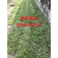 在飛比找蝦皮購物優惠-地毯草.台北草.假儉草.百慕達草 玉龍草 工程用 驗收用 檢