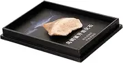 Ciieeo Paleontology Teeth Desktop Ornament Unique Home Decor for Geological Science Teaching Collectors Remarkable Detail Educational