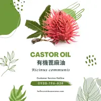 在飛比找蝦皮購物優惠-6015，Castor Oil，有機印度蓖麻油