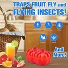 Fruit Fly and Fungus Gnat Sticky Catcher Insect Trap for Indoor Outdoor E