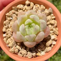 在飛比找蝦皮購物優惠-🍃🌸霍特盛典🌺🍀韓國多肉-麥稈/實生Echeveria Ma