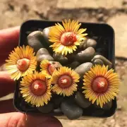 2CM Succulent live Plant Aloinopsis Schooneesii Aizoaceae Home Garden Rare Plant