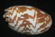 120 mm SPECIAL PATTERN POLISH Melo Umbilicatus Volute Seashell #A3 Combine Ship
