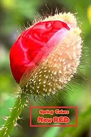 [Adria Shine] Spring Colors – New Red Notebook: Special Notice Book To Memorize, Draw, Write, Sketch, Paint And Freeze In Pictures All Beautiful Moments Of Spring In New Red Color