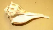 Tiny Quality Shell - Rare - Left Handed Shell - 1 Item per purchase