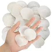 40PCS Natural Scallop Shells 1.4-2.4inch White Small Sea Shells for Crafts Crafting Shell Bulk Real Seashells