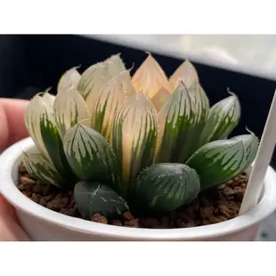 百合科 ハオルチア Haworthia 一物一拍 ｜胭脂玉露錦T17