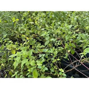 （我的小植栽🪴）台灣馬藍/蝴蝶食草蜜源植物