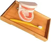 CATIEBYE 1set Boy Girl Tooth Brushing Teaching Toy Tooth Model Tray for Early Learning Interactive Educational Tool for Boy Girl to Master Brushing Skills and Enhance Coordination