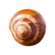 Escargot Snail Shells (12 count)
