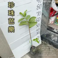 在飛比找蝦皮購物優惠-珍珠芭樂苗（賣場另有：帝王、紅寶石芭樂） 珍珠芭樂 芭樂苗 