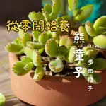 CARMO熊童子多肉種子 (10顆裝) 多肉植物種子｜熊爪多肉｜多肉種子