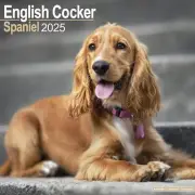 ENGLISH COCKER SPANIEL - 2025 CALENDAR - BRAND NEW - 603406