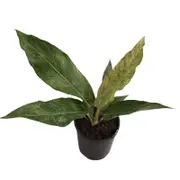 125mm Variegata - Anthurium hookeri