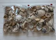 Crafting Sea Shells - 5lb | .5”-3” Random Sizes