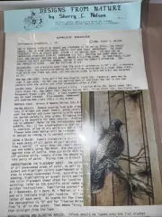 The Spruce Grouse - SHERRY C NELSON Tole Painting Pattern 1988