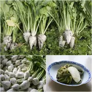 Turnip - Japanese Sugukina seeds