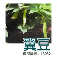 在飛比找蝦皮購物優惠-【醬米資材全館899免運】種子 翼豆 DIY種子栽種 成就滿