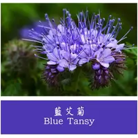 在飛比找蝦皮購物優惠-藍艾菊｜Tanacetum annuum｜天然精油｜產地:摩